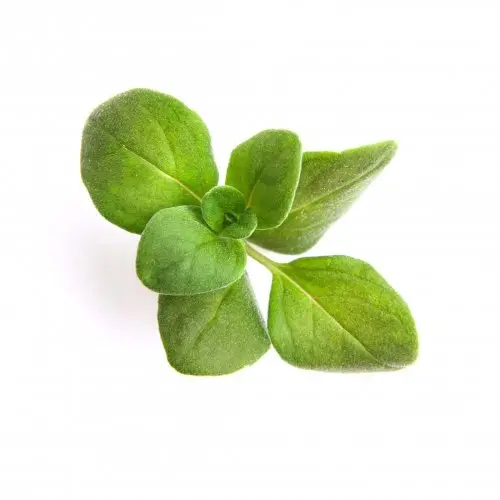 Micro Oregano
