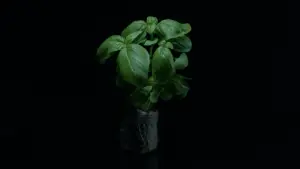 evogro basil in black room