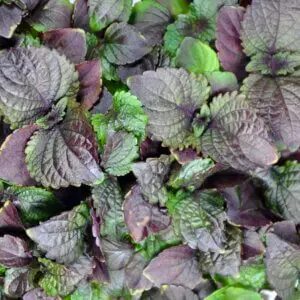 bi-coloured shiso