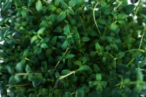 Thyme