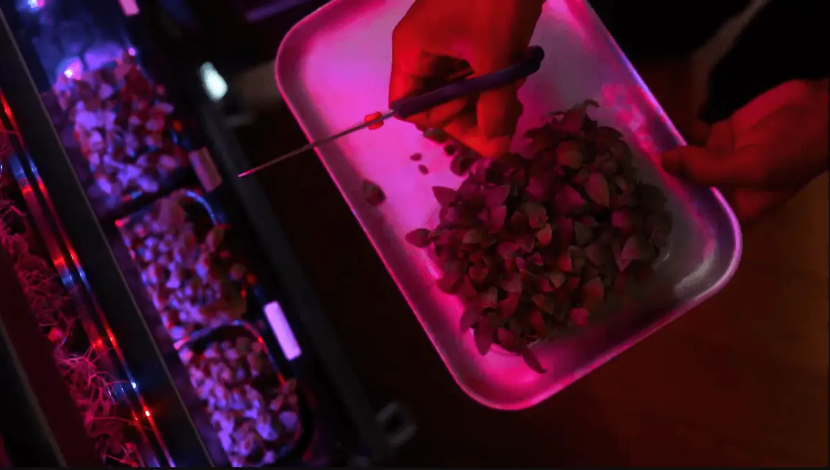 harvesting basil